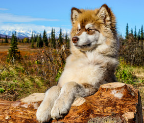 Fototapeta premium Alaskan Giant Malamute puppy at a lodge in Alaska 