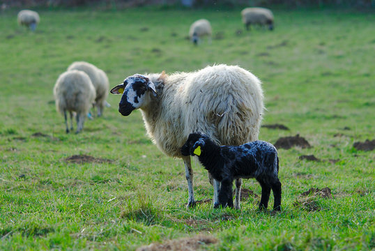 brebis dans un pr&eacute; avec leur agneau dans la campagne d'Auvergne