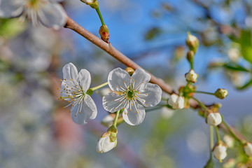 Cherries bloom