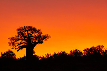 Naklejka na ściany i meble silhouette of a baobab tree in orange sunset