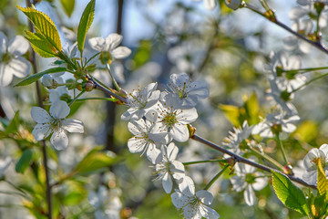 Cherries bloom