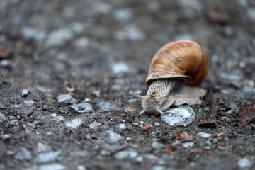 Schnecke auf einem Feldweg