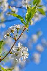 Cherries bloom