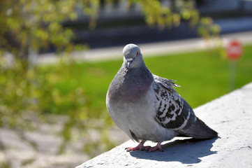 Feral pigeon Columba livia domestica - the inhabitant of cities.