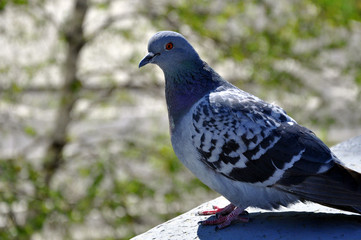 Feral pigeon Columba livia domestica - the inhabitant of cities.