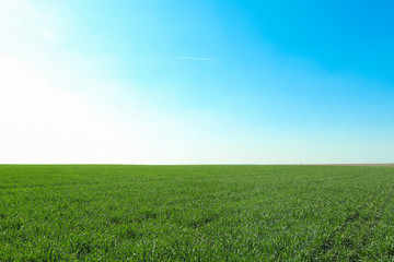Green grass field, space for text. Beautiful spring greenery