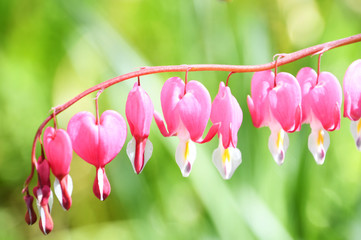 bleeding heart flower, Dicentra spectabilis floral background