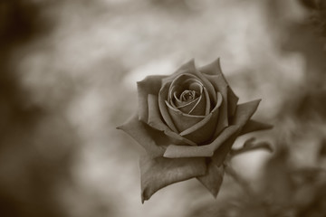 モノクロのバラ（Klaus Stortebeker）