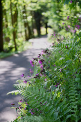 pathway in the forest, with springflowers and fern leaves