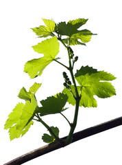 The texture of a grape vine with grapes ovary isolated on a white background.