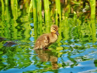 Young Mallard Duckling