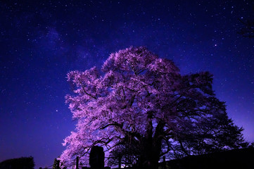 夜の醍醐桜