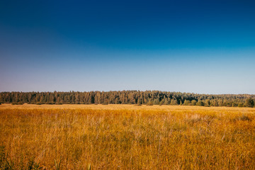 Fototapeta premium Summer field landscape. Russian open spaces. Field and sky field background