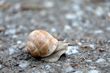 Schnecke auf einem Feldweg
