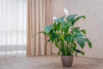 Spathiphyllum plant growing by the window