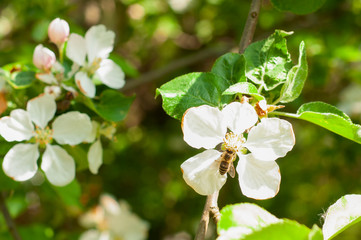 pszczoła na kwiecie jabłoni