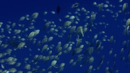 School of  Chromis Damsel, Chromis sp, swimming in the blue water , WAKATOBI, Indonesia, slow motion