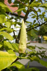gelben Magnolien-Sorten