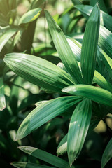 Green nature background