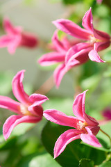 クレマチス　プリンセス・ダイアナ