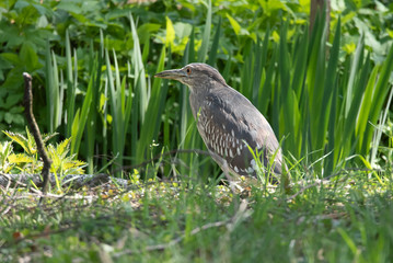 Black-crowned night heron (Nycticorax nycticorax)