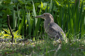 Black-crowned night heron (Nycticorax nycticorax)