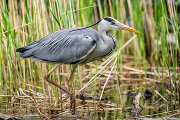 Fischreiher (Ardea cinerea)