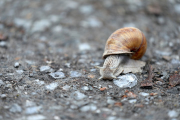 Schnecke auf einem Feldweg
