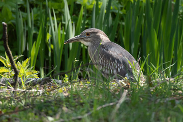 Black-crowned night heron (Nycticorax nycticorax)