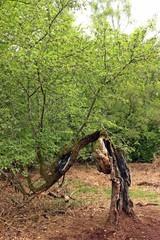 Obraz premium Uralter knorriger Apfelbaum im Urwald Sababurg