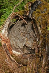Uralter knorriger Apfelbaum im Urwald Sababurg