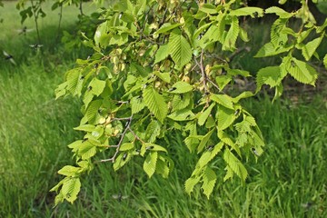 Flatterulme (Ulmus laevis) mit Märzfliegen (Bibio marci) im Frühling