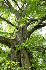 120 Jahre alte Flatterulme (Ulmus laevis) in Nordhessen