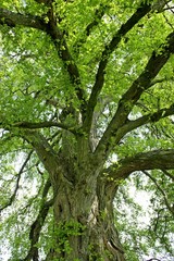 120 Jahre alte Flatterulme (Ulmus laevis) in Nordhessen