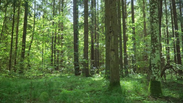 Green mix coniferous and deciduous wood. Forest landscape in summer day