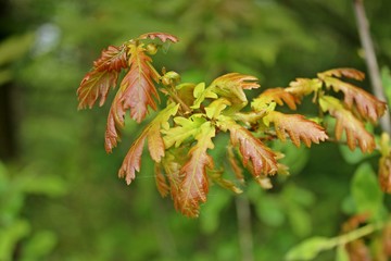 Eichenblätter im Frühling