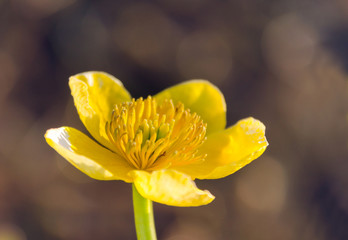 Bright yellow Caltha flowers on green leaves background close up. Caltha palustris, known as marsh-marigold and kingcup flowers