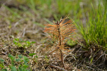 sucha gałązka sosny © robert6666