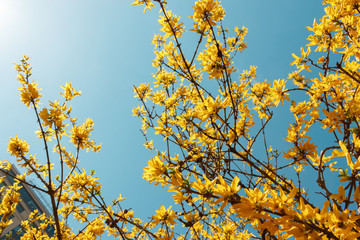 Forsythia flowers against a beautiful morning blue sky. yellow spring flowers on tree branches against the blue sky, selective focus