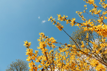 Yellow spring flowers on tree branches against the blue sky, selective focus. Early spring day with the strong sunshine lighting up the forsythia flower tree blossom. Spring forest concept.