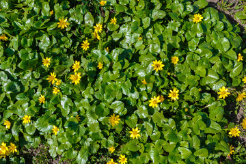 yellow flowers on a background of green plants, view from above. spring Background with the Flowers. yellow flowers grow on the ground in the park, wild plants in forest.