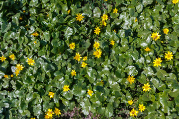 Yellow flowers in summer meadow. yellow flowers grow on the ground in the park, wild plants in forest. background for environmental concept.