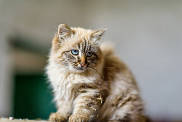 Portrait of a gray kitten with blue eyes, photographed close-up.