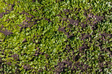 grass cover in the city park. early spring herbs on the ground