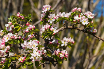 Flowering malus sylvestris the european crab apple in the spring garden