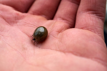Tick maximum filled with blood sitting on human skin ,