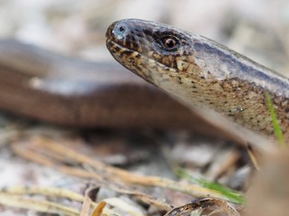 Slow worm close up in spring