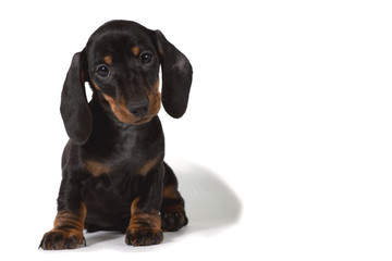 Dachshund puppy sits and stares at the camera on a white background. A place for a label.