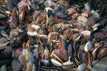 Full frame view of lots of colorful scallop shells. Close up