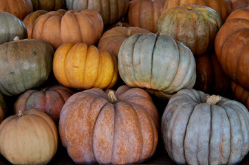 Colorful Squash, pumpkins and gourds